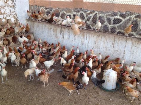 سعر الدجاج في مصر اليوم